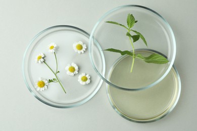 Flat lay composition with Petri dishes and plants on light grey background