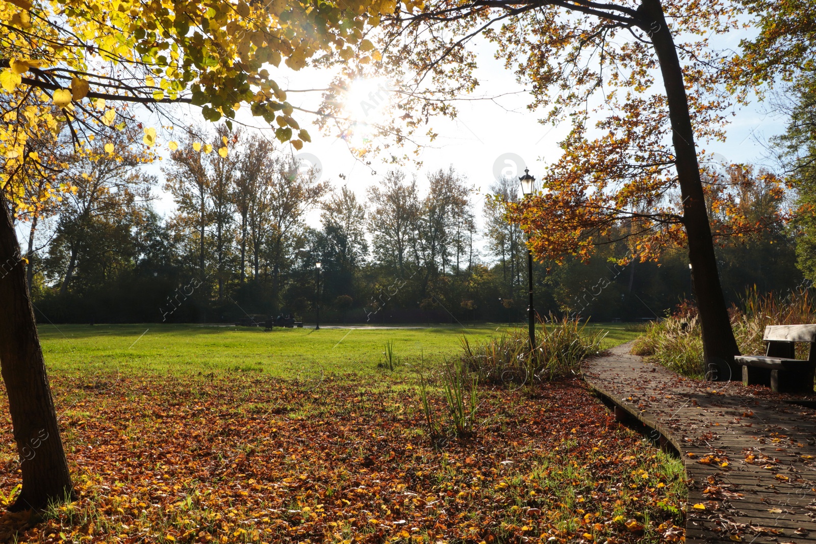 Photo of Picturesque view of park with beautiful trees, bench and pathway on sunny day. Autumn season