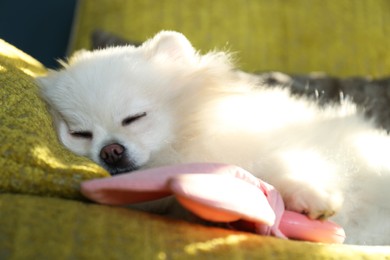 Photo of Cute fluffy Pomeranian dog sleeping on armchair, closeup. Lovely pet