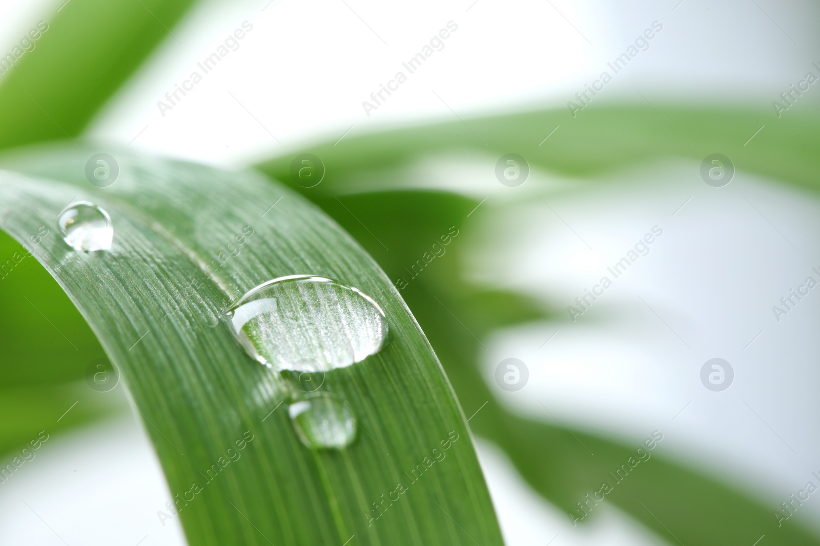 Photo of Water drops on green leaf against blurred background