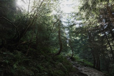 Photo of Picturesque view of beautiful coniferous forest on hill