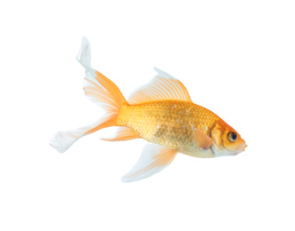 Photo of Beautiful bright small goldfish isolated on white