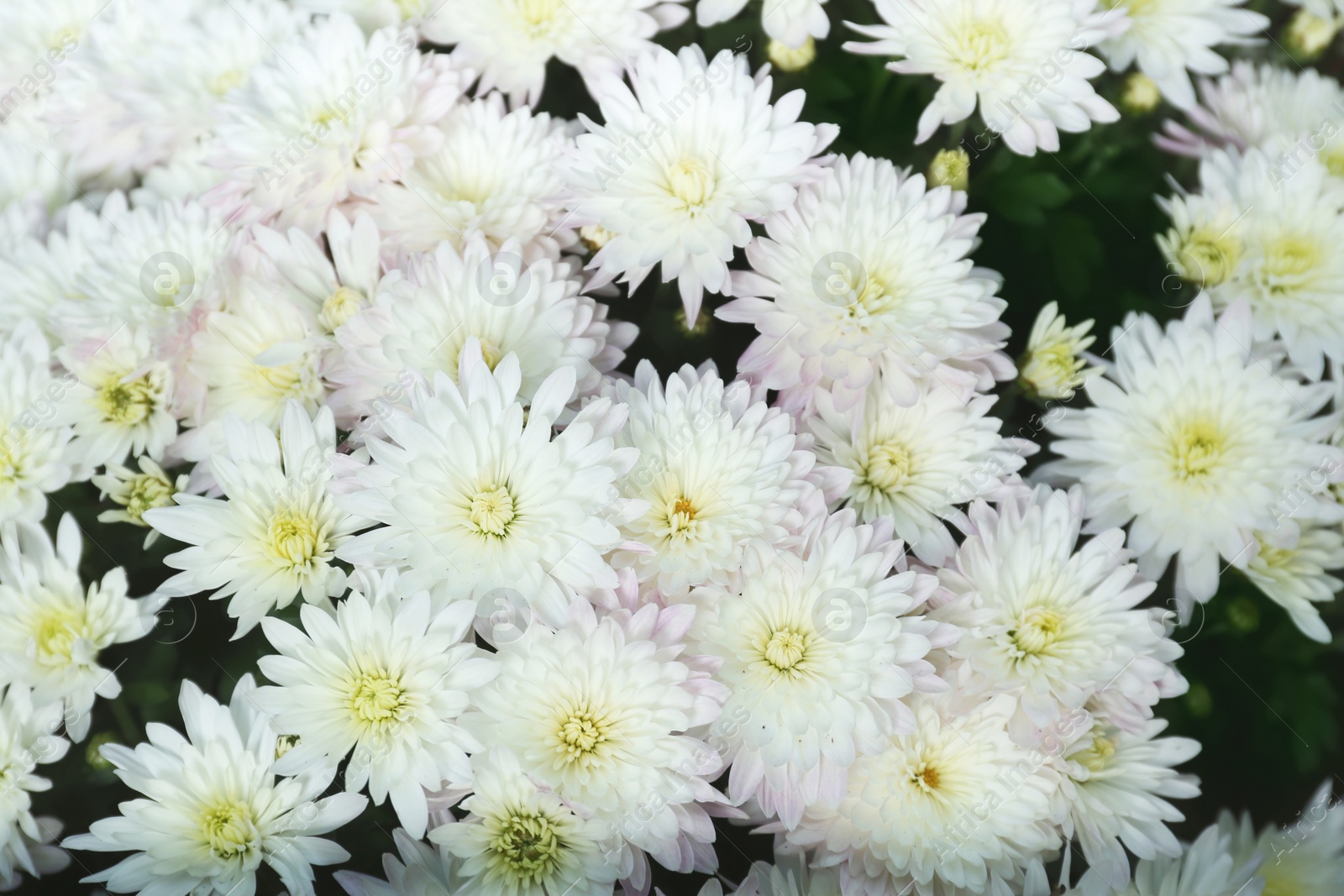 Photo of Beautiful fresh bouquet of colorful chrysanthemum flowers