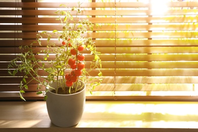 Photo of Tomato plant in pot on window sill indoors. Space for text