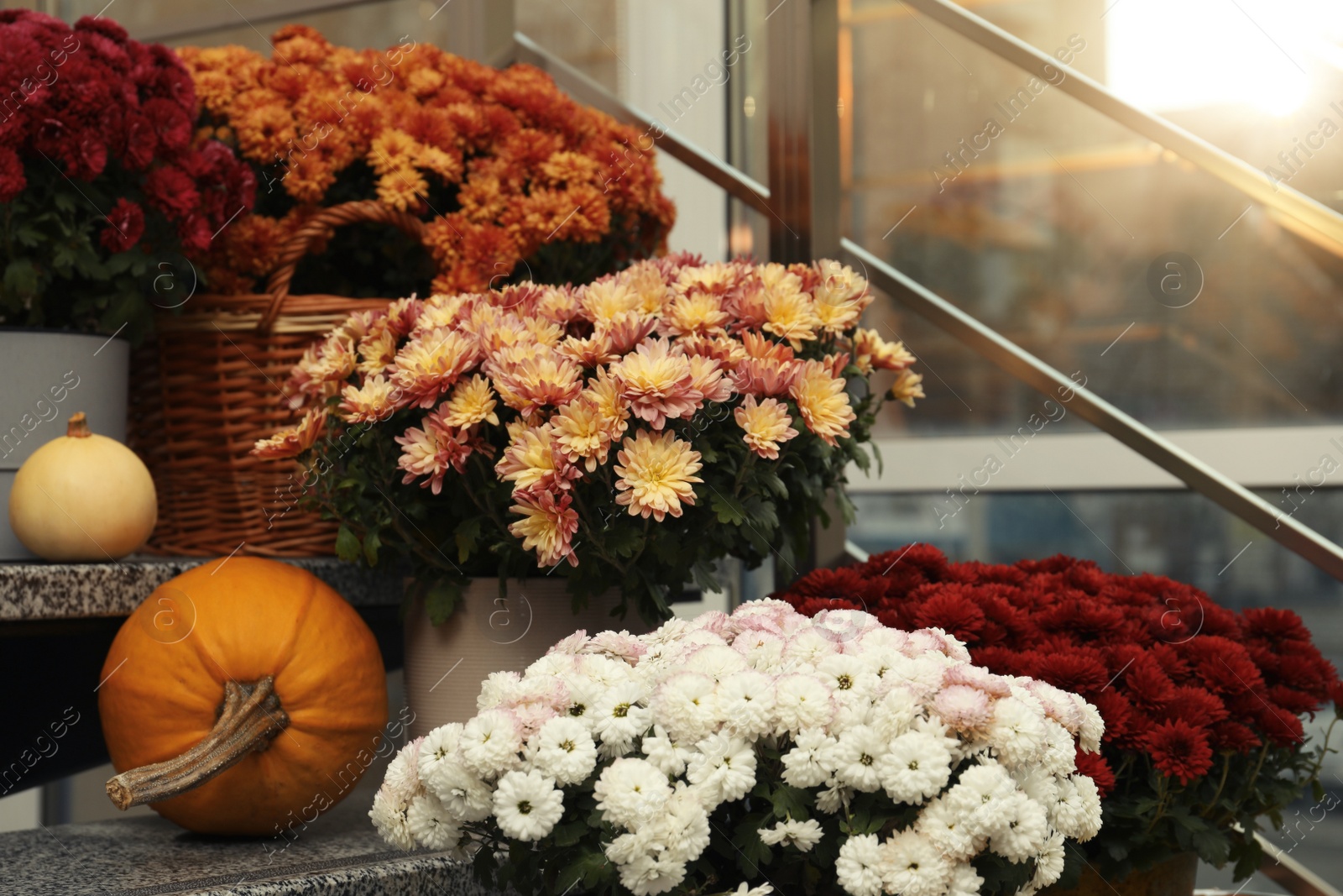 Photo of Many fresh chrysanthemum flowers in pots and pumpkins on stairs indoors