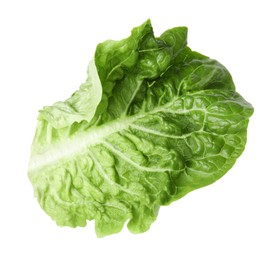 Fresh leaf of green romaine lettuce isolated on white