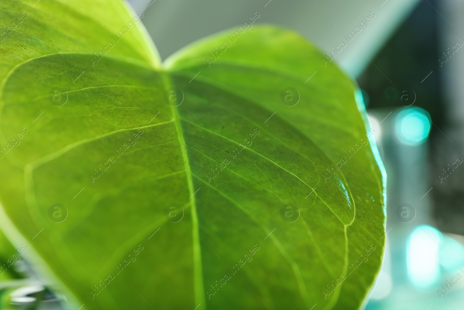 Photo of Green leaf on blurred background, closeup. Plant chemistry