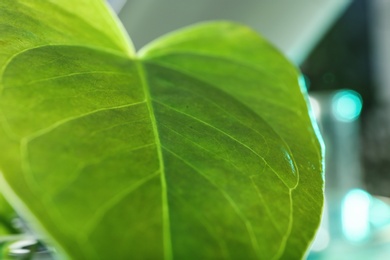 Green leaf on blurred background, closeup. Plant chemistry