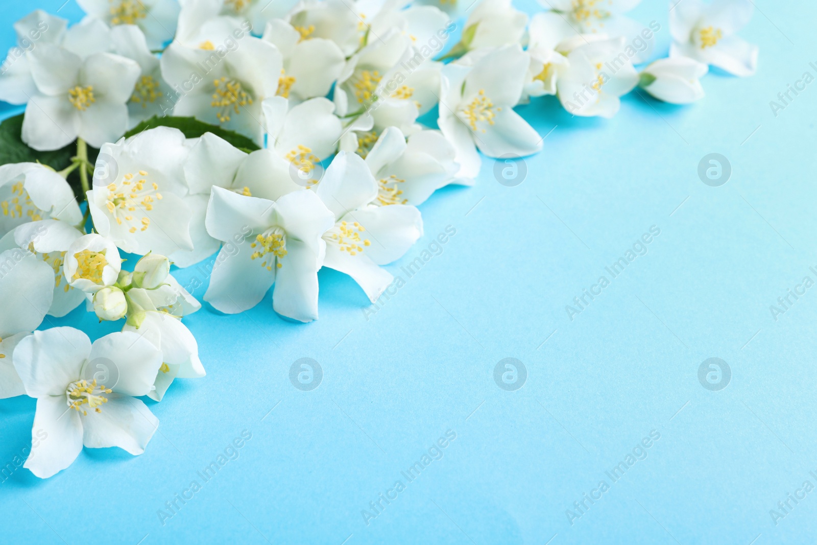 Photo of Beautiful jasmine flowers on light blue background, closeup. Space for text