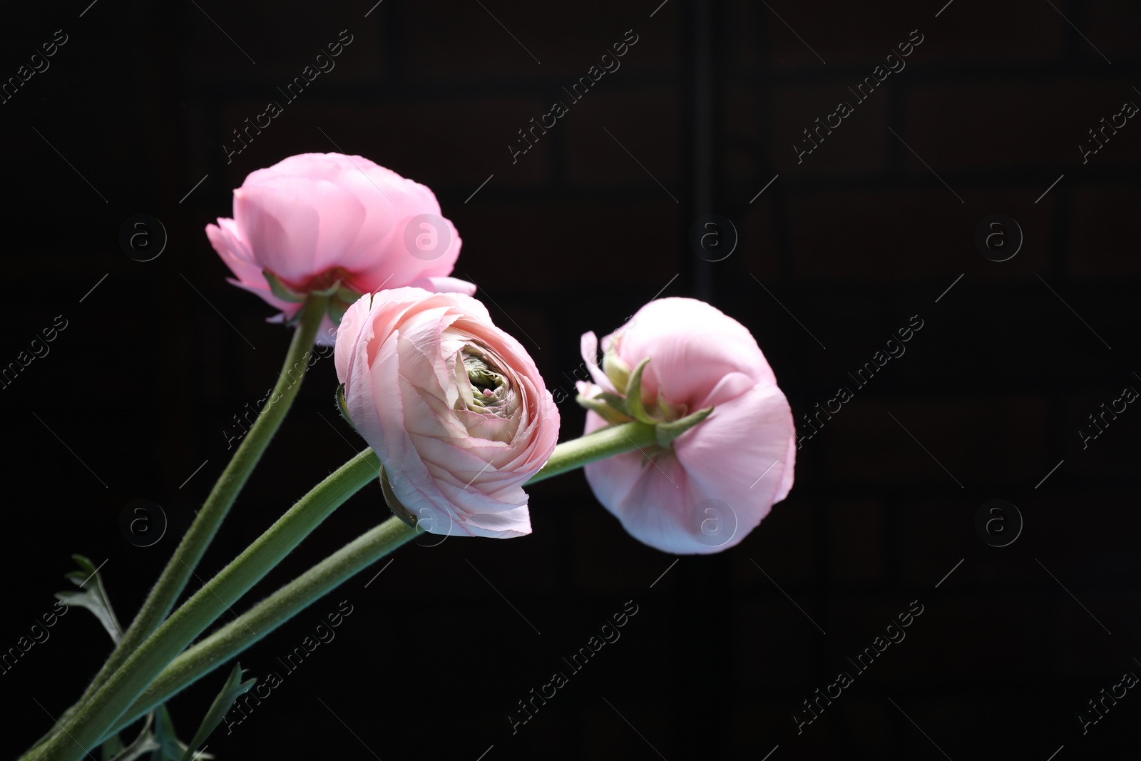 Photo of Beautiful ranunculus flowers on black background, space for text