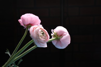 Beautiful ranunculus flowers on black background, space for text