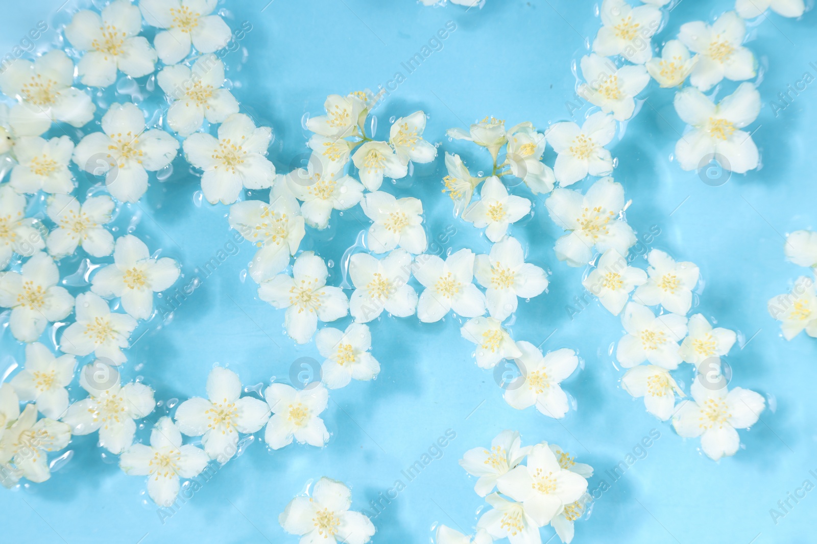 Photo of Beautiful jasmine flowers in water on light blue background, top view