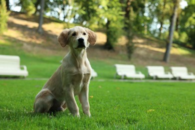 Cute Labrador Retriever puppy sitting on green grass in park, space for text