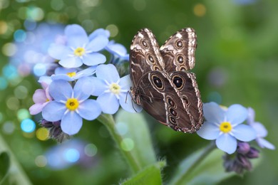 Beautiful butterfly on forget-me-not flower in garden, closeup. Bokeh effect