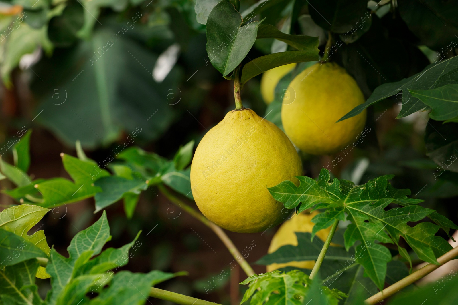 Photo of Lemon tree with ripe fruits in greenhouse, closeup. Space for text