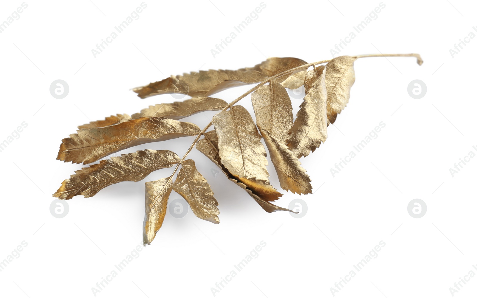 Photo of Twig of golden rowan leaves isolated on white. Autumn season