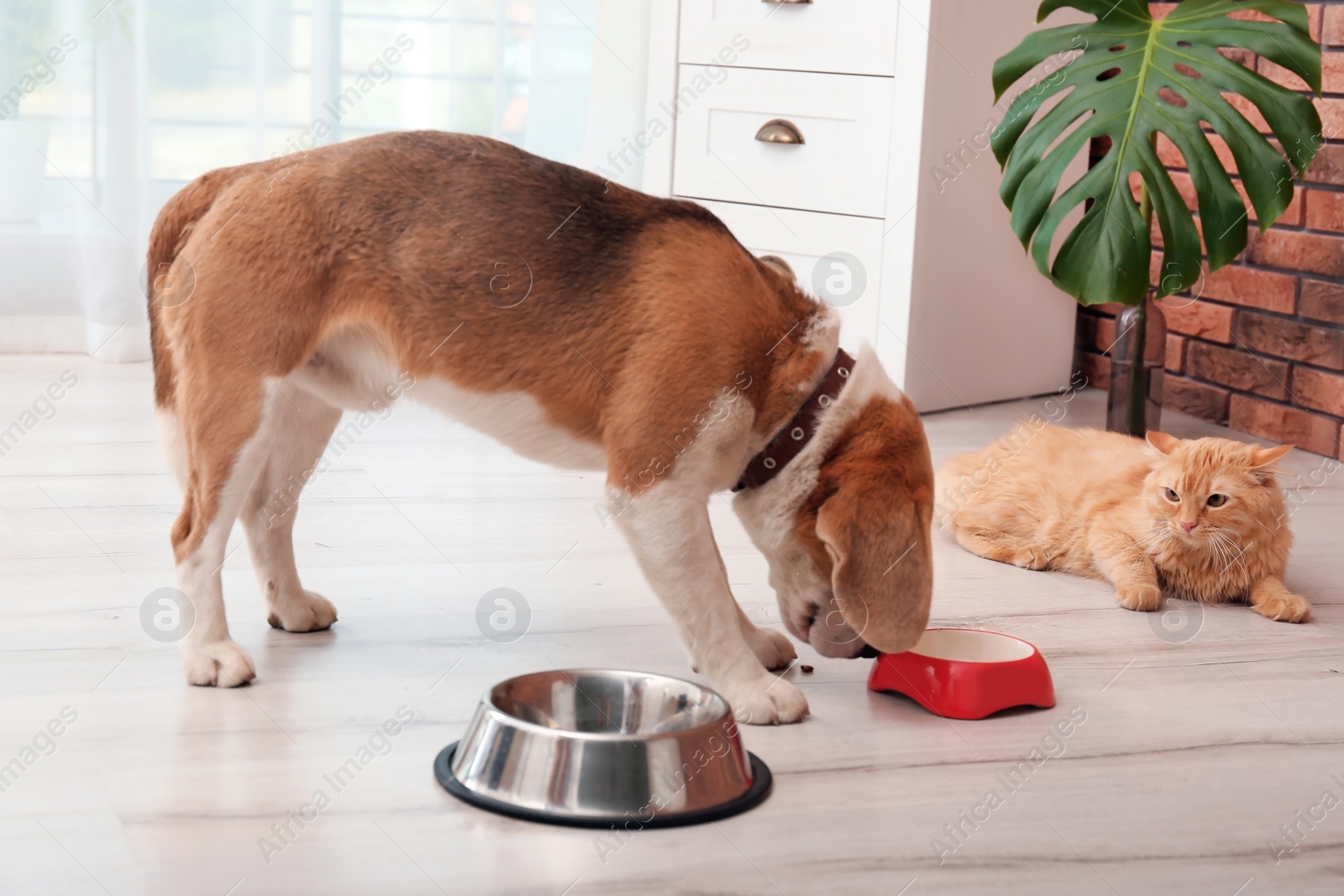 Photo of Adorable cat and dog near bowls at home. Animal friendship