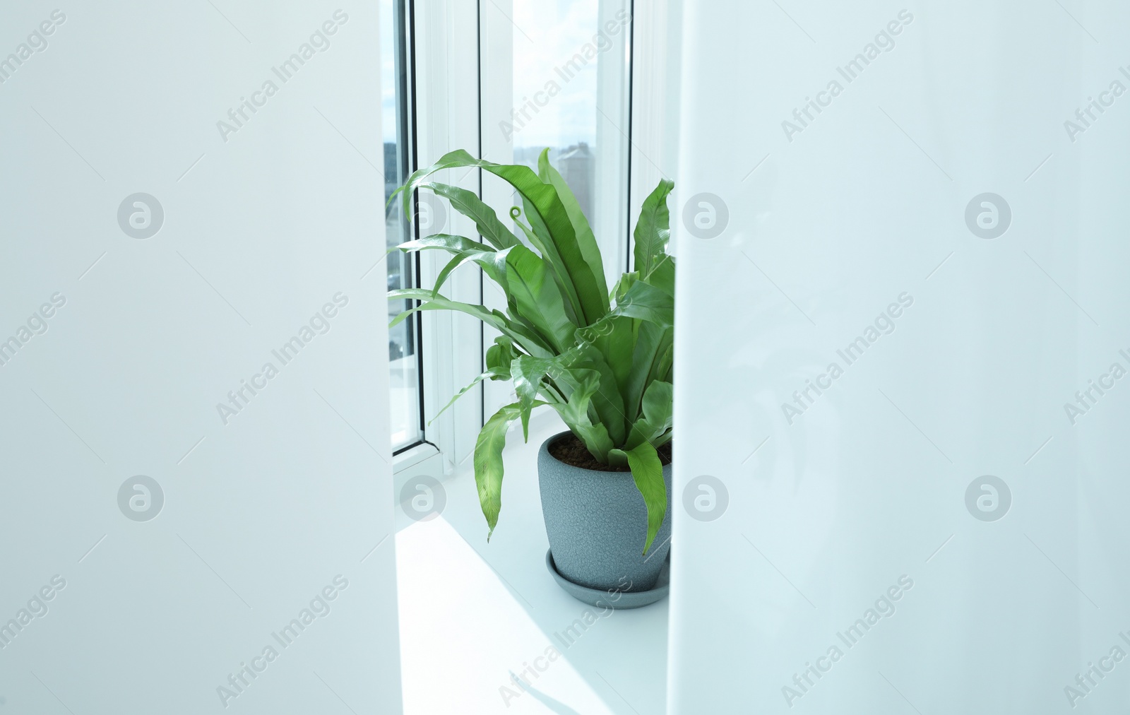 Photo of Beautiful asplenium plant in pot on windowsill indoors