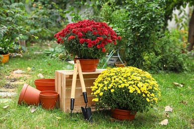 Photo of Beautiful fresh chrysanthemum flowers and gardening tools in garden