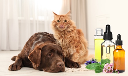 Image of Aromatherapy for animals. Essential oils near dog and cat on background