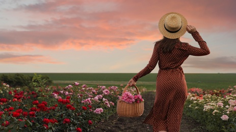 Woman with basket of roses in beautiful blooming field