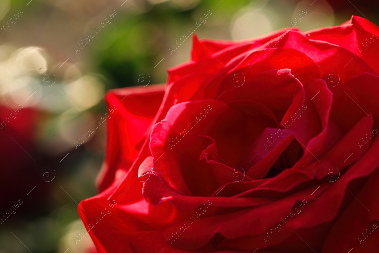 Photo of Closeup view of beautiful blooming rose against blurred background