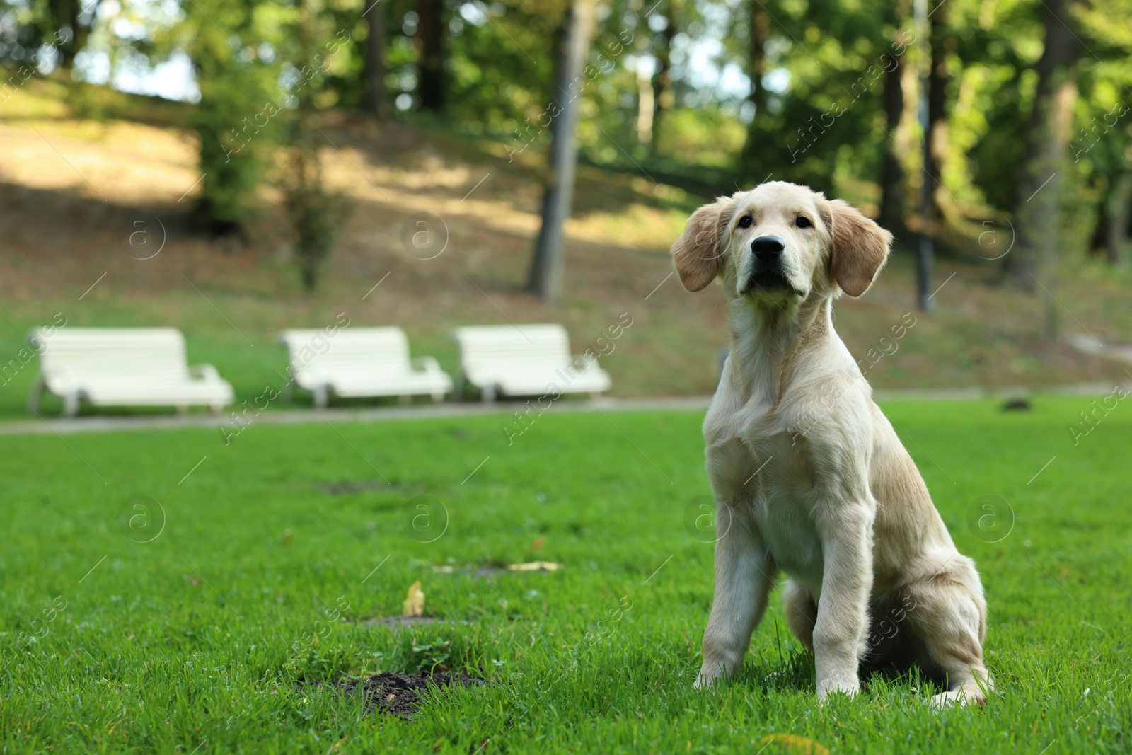 Photo of Cute Labrador Retriever puppy sitting on green grass in park, space for text