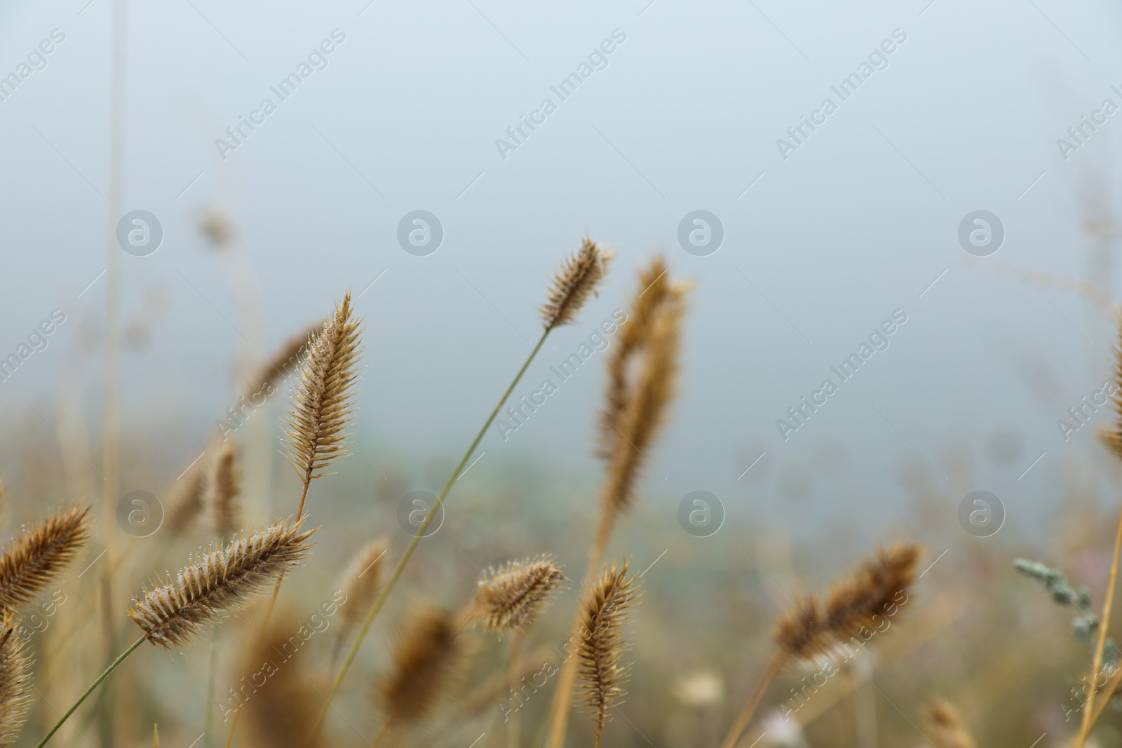 Photo of Closeup view of beautiful plants outdoors in foggy morning