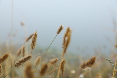Closeup view of beautiful plants outdoors in foggy morning