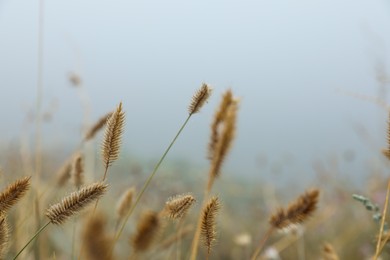 Photo of Closeup view of beautiful plants outdoors in foggy morning