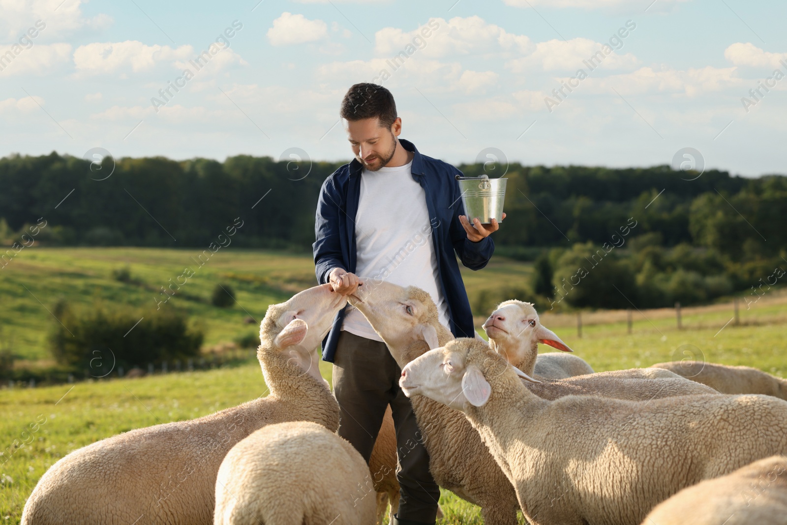 Photo of Smiling man with basket feeding sheep on pasture at farm