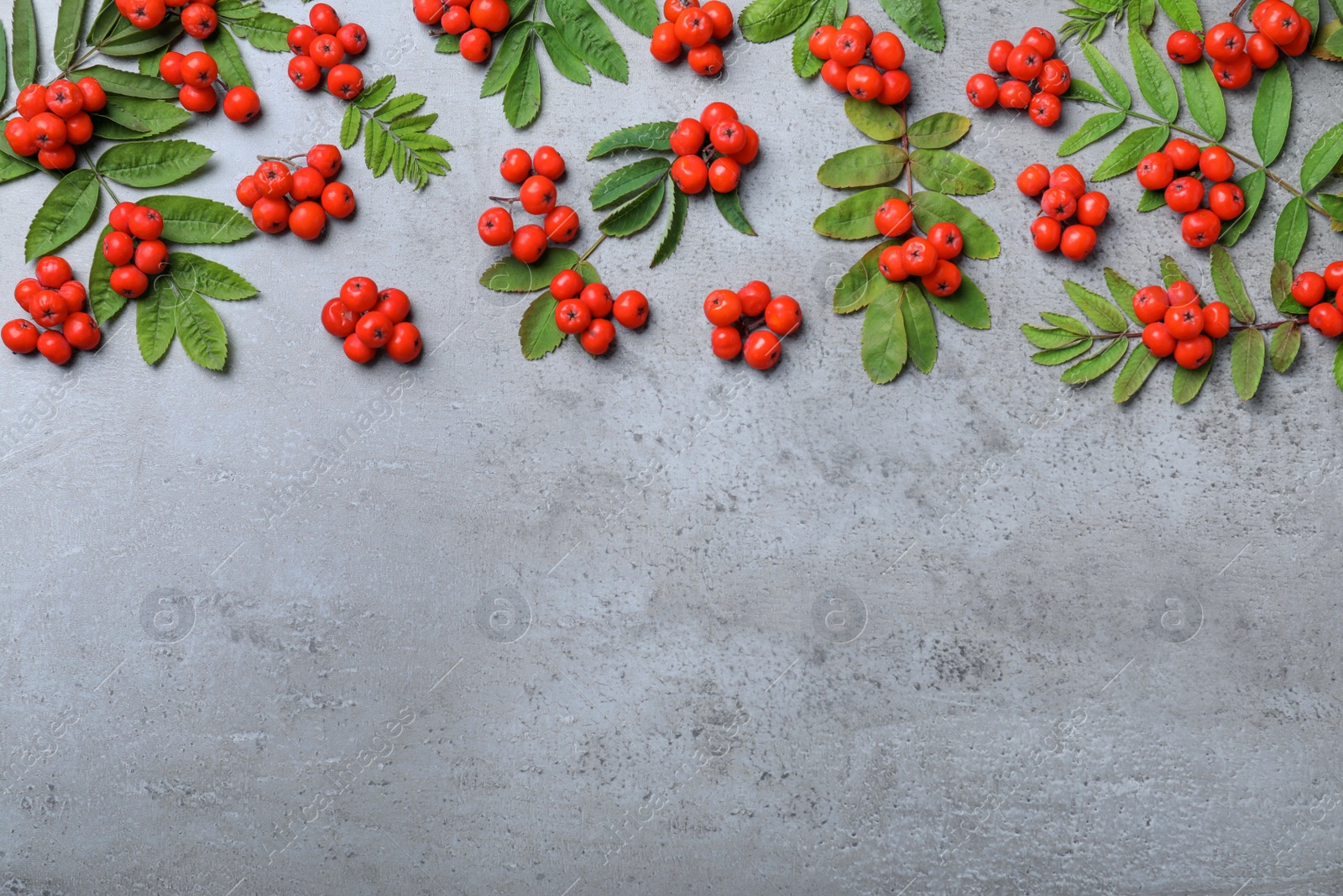 Photo of Fresh ripe rowan berries and green leaves on light grey table, flat lay. Space for text