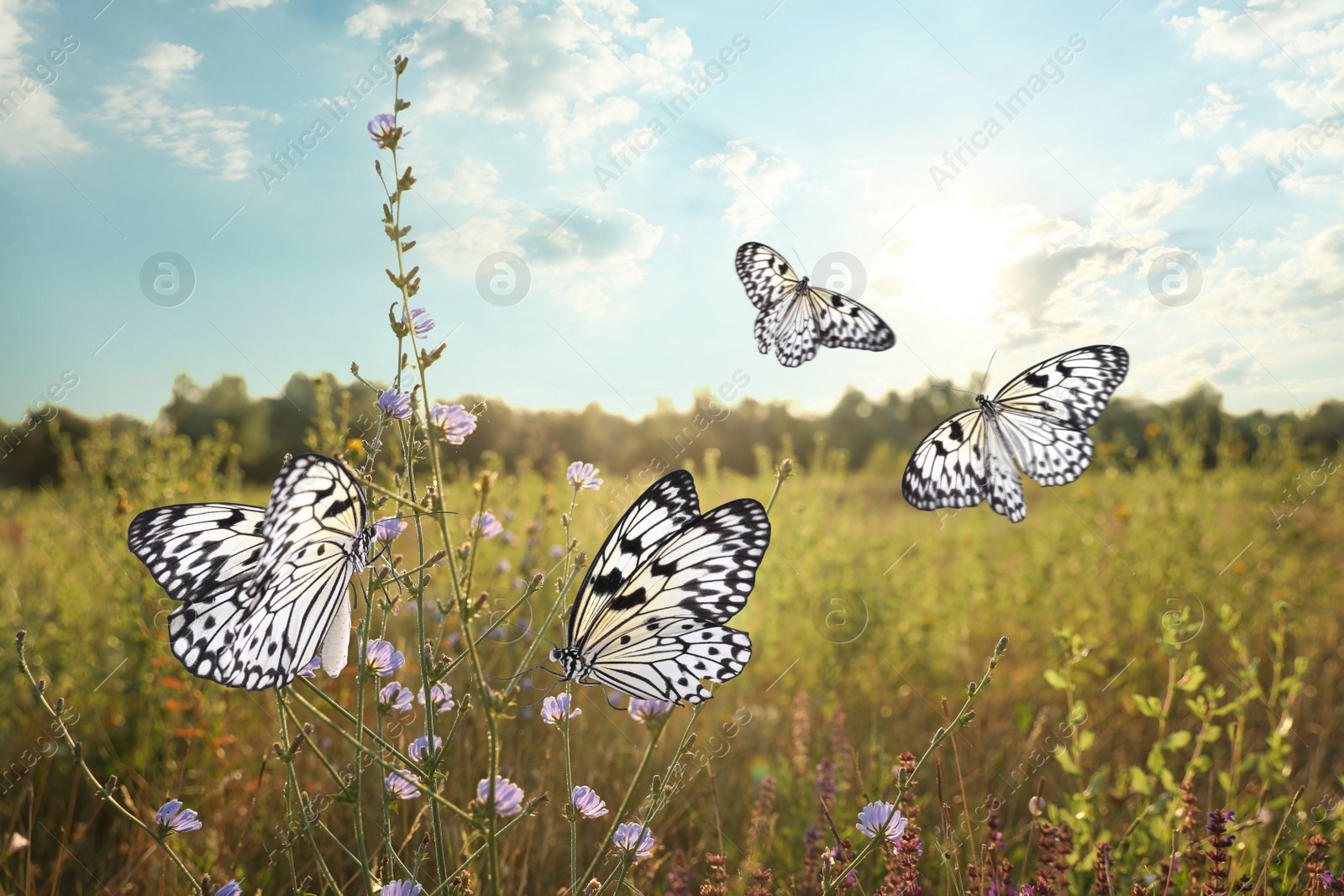 Image of Green field with beautiful butterflies in morning