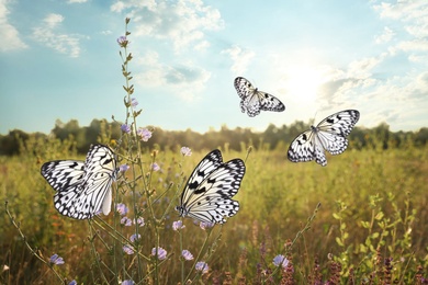 Green field with beautiful butterflies in morning