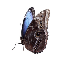 Beautiful common morpho butterfly isolated on white