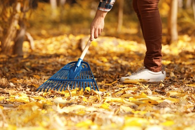 Man cleaning up fallen leaves with rake on sunny day. Autumn work