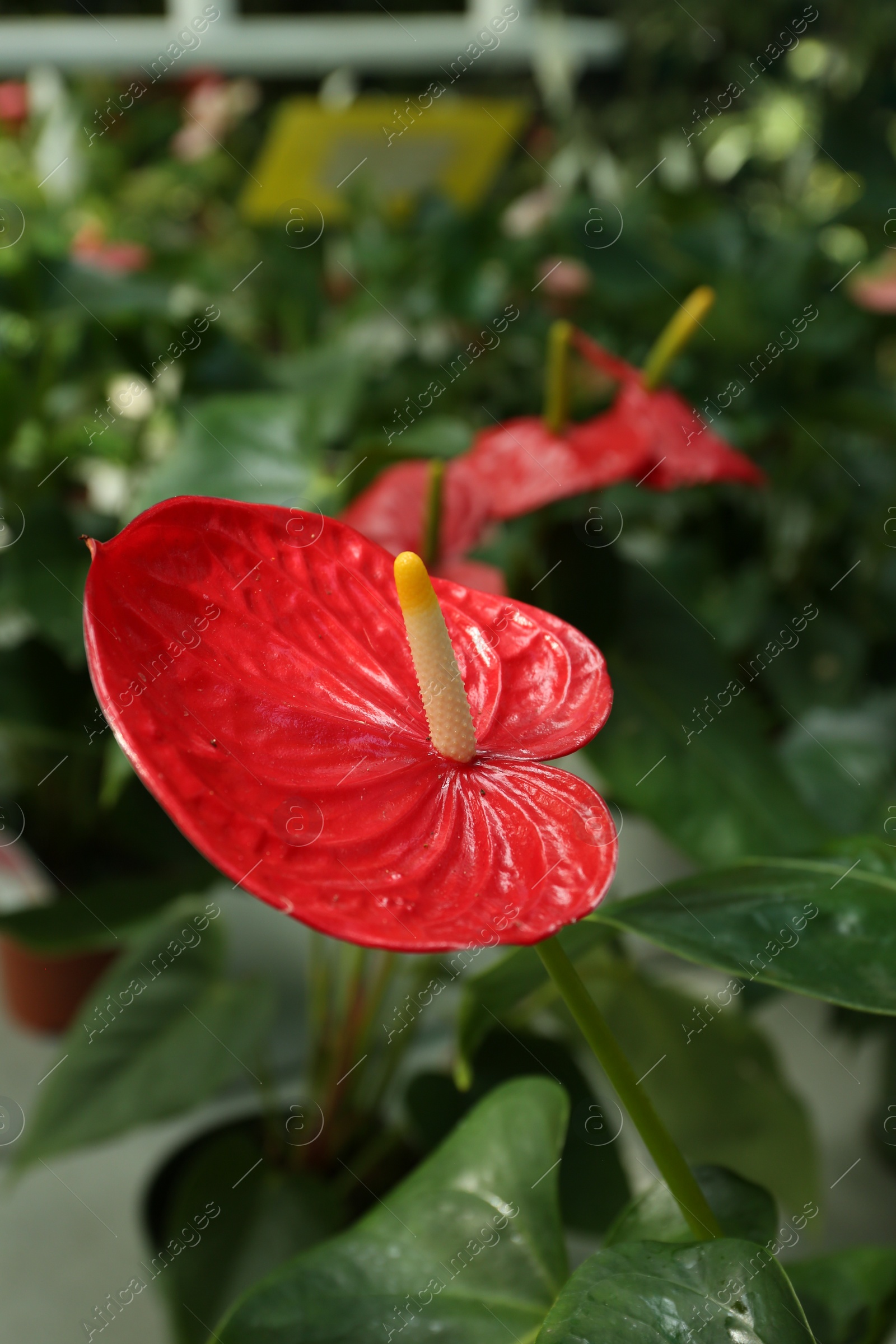 Photo of Beautiful blooming red anthurium plant in greenhouse, closeup