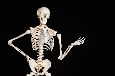 Photo of Artificial human skeleton model on black background