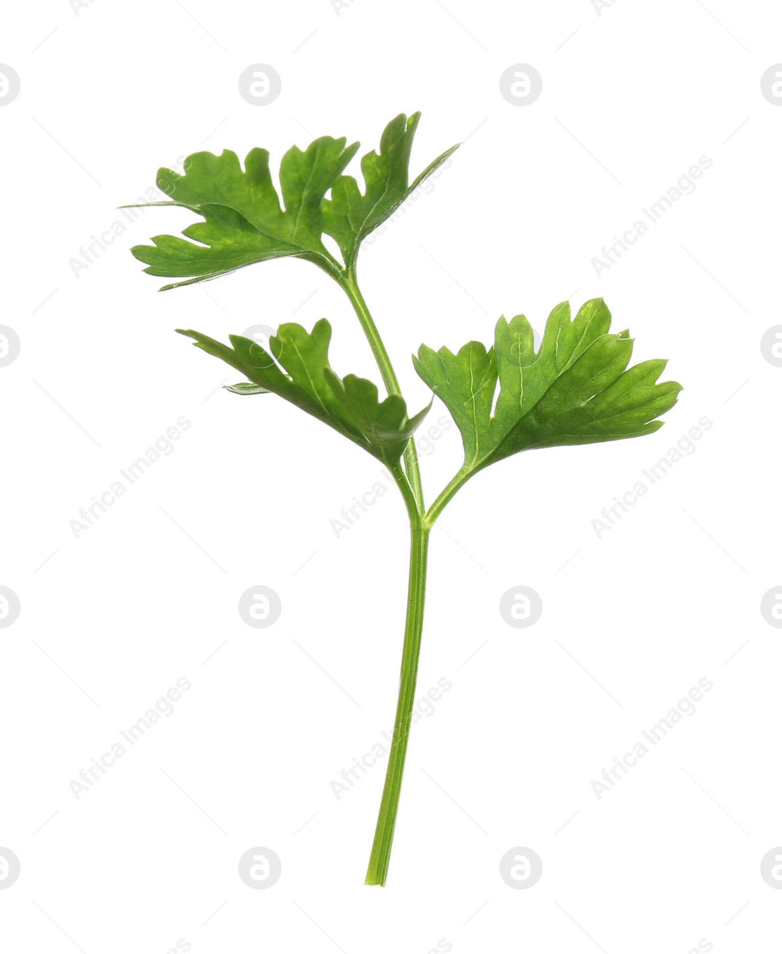 Photo of Fresh green organic parsley on white background