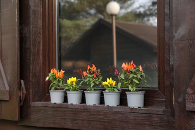 Photo of Capsicum Annuum plants. Many potted rainbow multicolor and yellow chili peppers near window outdoors
