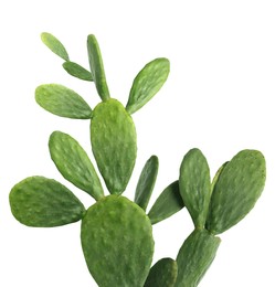 Image of Beautiful big green cactus on white background