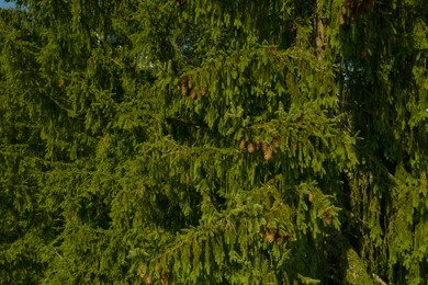 Green conifer trees with cones as background