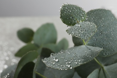 Fresh eucalyptus leaves with dew drops, closeup. Space for text