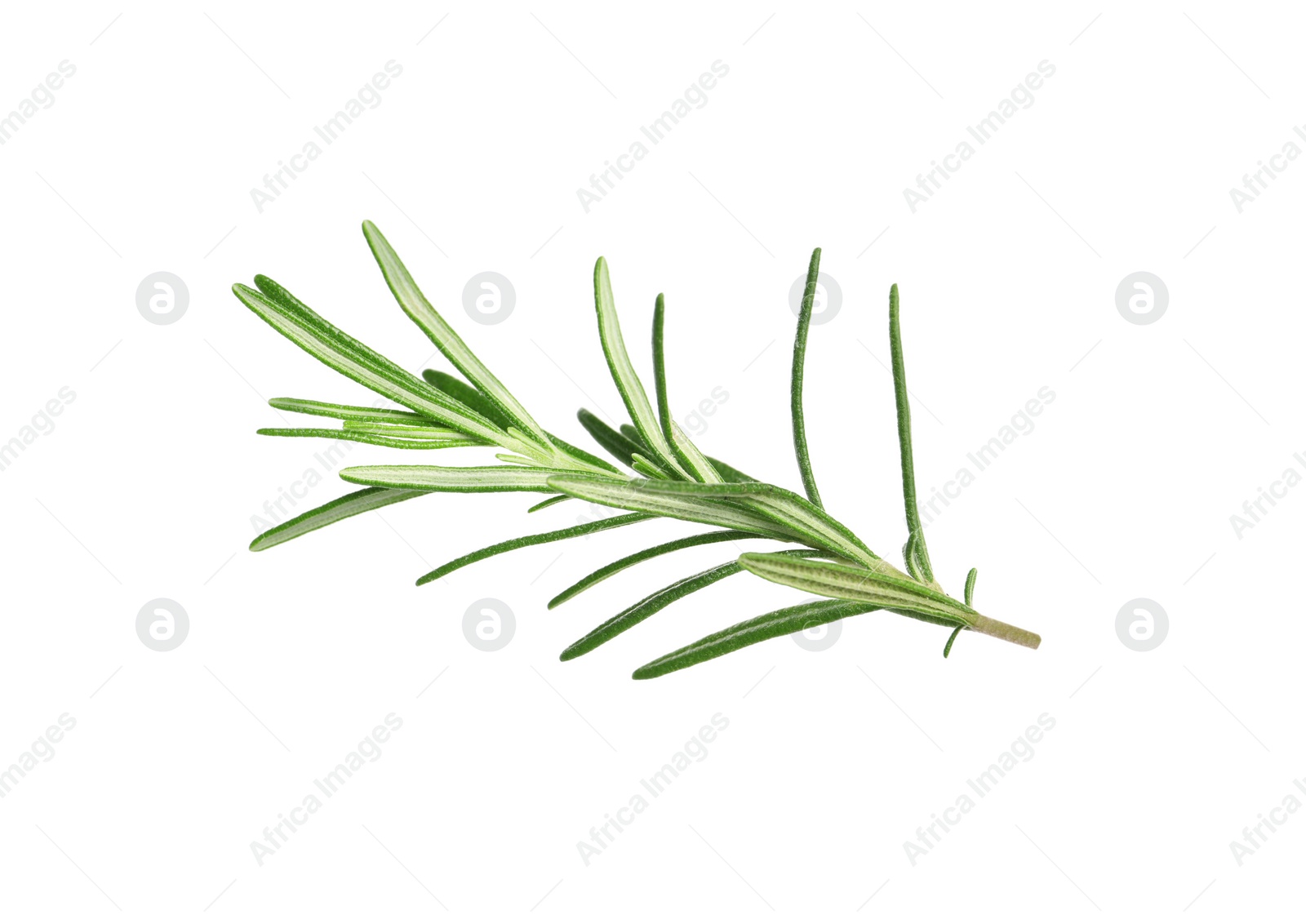 Photo of Sprig of fresh rosemary isolated on white