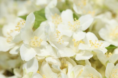 Photo of Beautiful jasmine flowers as background, closeup view