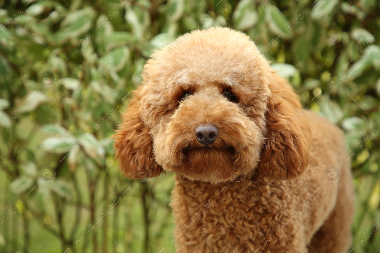 Photo of Cute fluffy dog in park, space for text