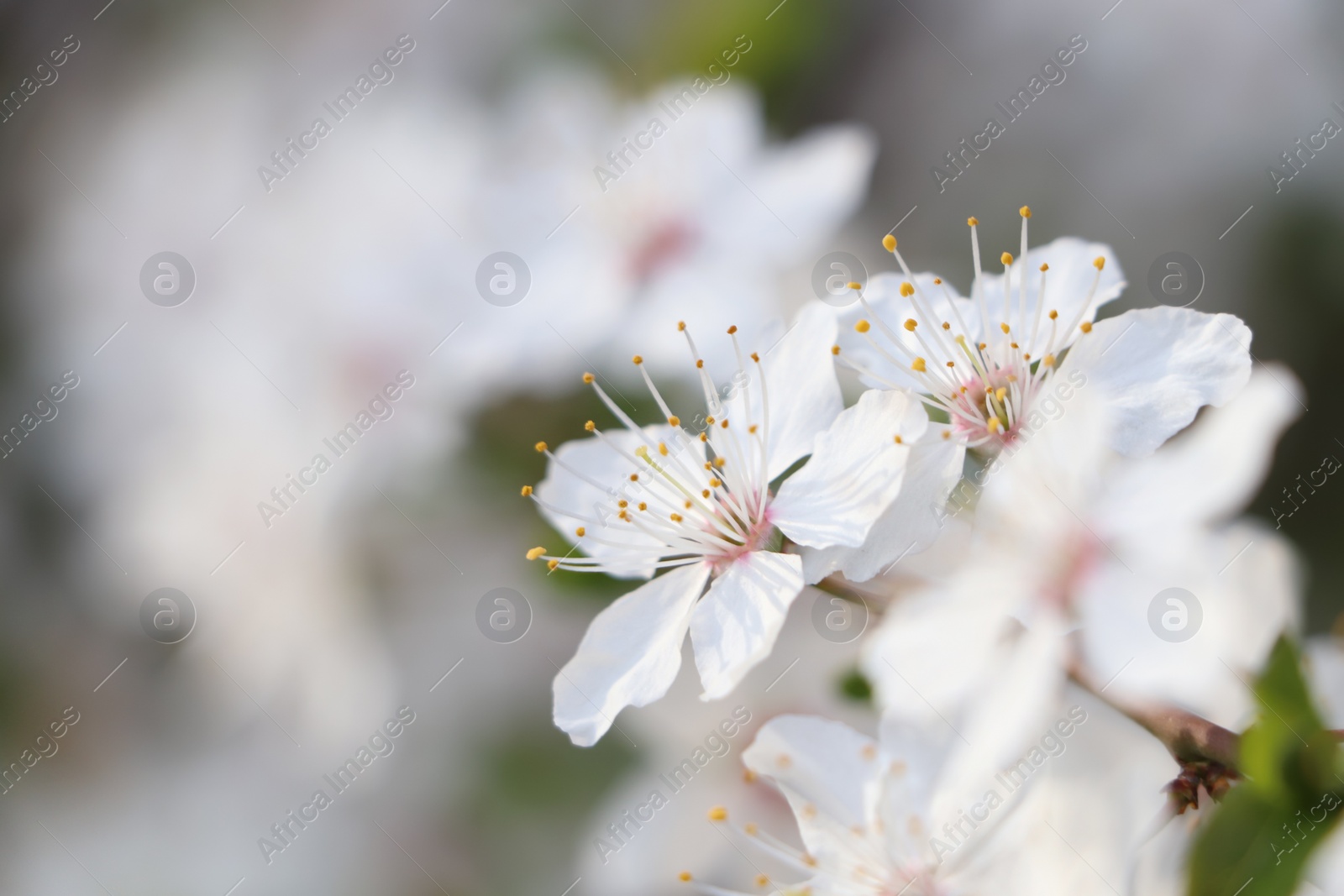 Photo of White blossoms of cherry tree on blurred background, closeup with space for text. Spring season