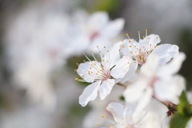 White blossoms of cherry tree on blurred background, closeup with space for text. Spring season