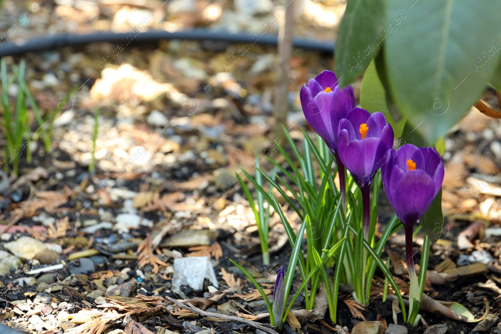 Photo of Beautiful purple crocus flowers outdoors. Space for text