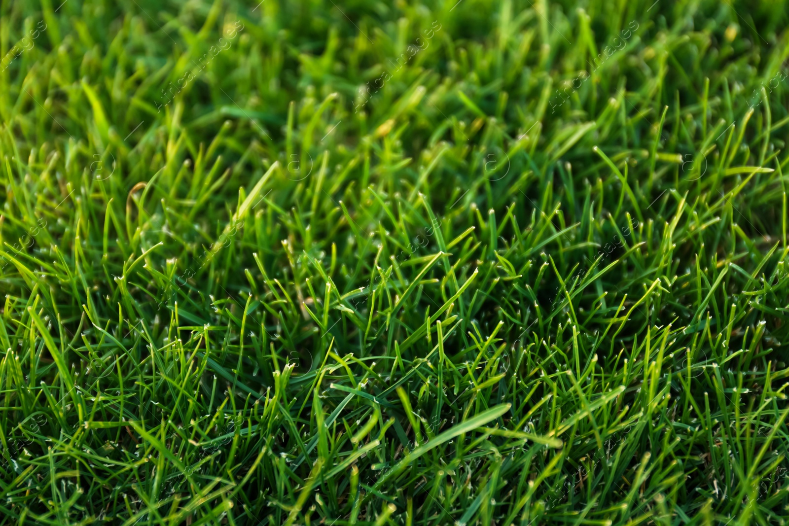 Photo of Green lawn with fresh grass as background